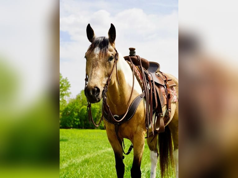 Paint-häst Sto 10 år Gulbrun in Valley Springs, SD