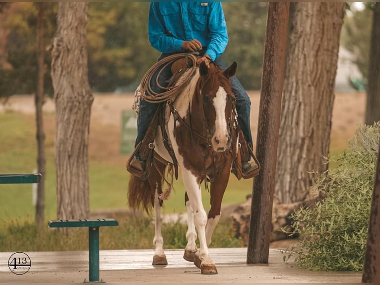 Paint-häst Sto 11 år 152 cm Fux in Casa Grande, AZ