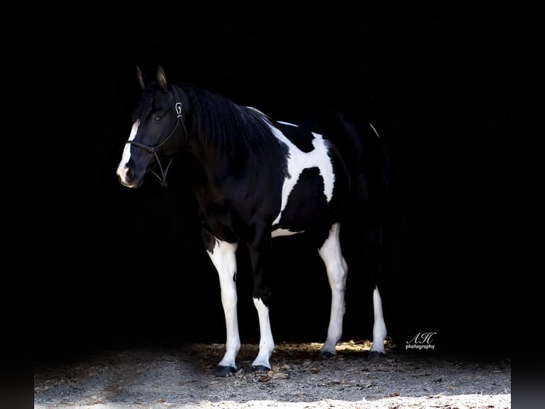 Paint-häst Sto 11 år 155 cm in Fergus Falls, MN