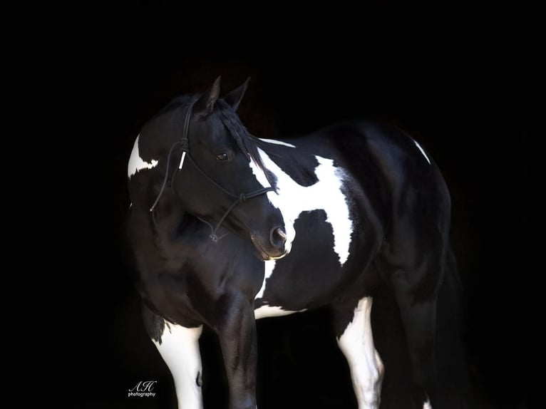 Paint-häst Sto 11 år 155 cm in Fergus Falls, MN