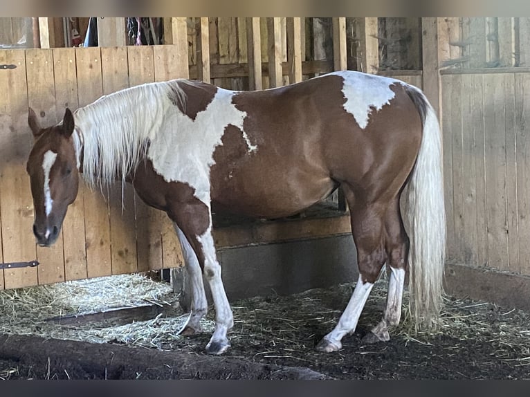 Paint-häst Sto 12 år 147 cm Overo-skäck-alla-färger in Steinbach am Ziehberg