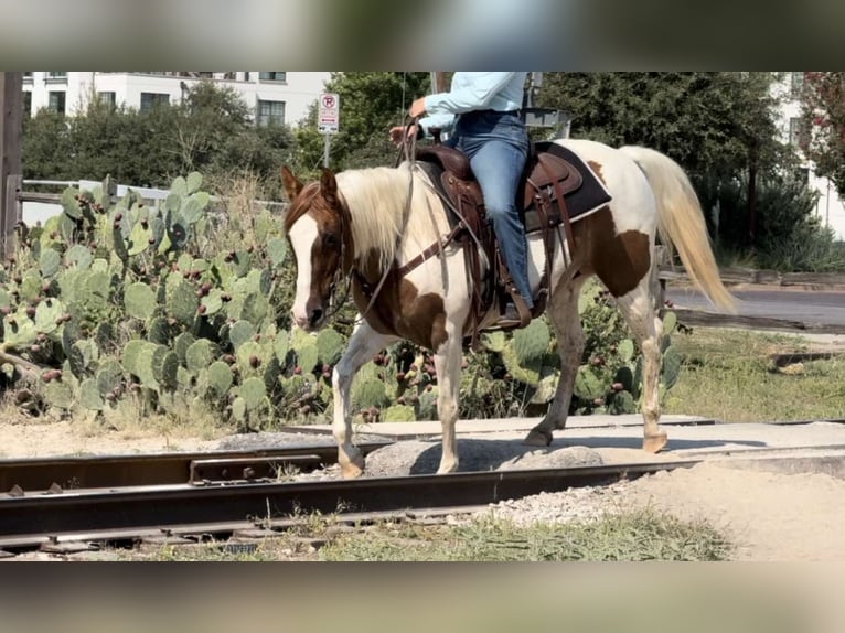 Paint-häst Sto 12 år 147 cm Tobiano-skäck-alla-färger in Weatherford TX