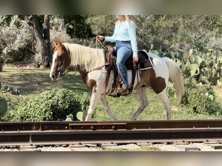 Paint-häst Sto 12 år 147 cm Tobiano-skäck-alla-färger in Weatherford TX