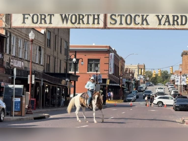 Paint-häst Sto 12 år 147 cm Tobiano-skäck-alla-färger in Weatherford TX