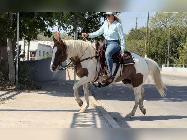 Paint-häst Sto 12 år 147 cm Tobiano-skäck-alla-färger in Weatherford TX