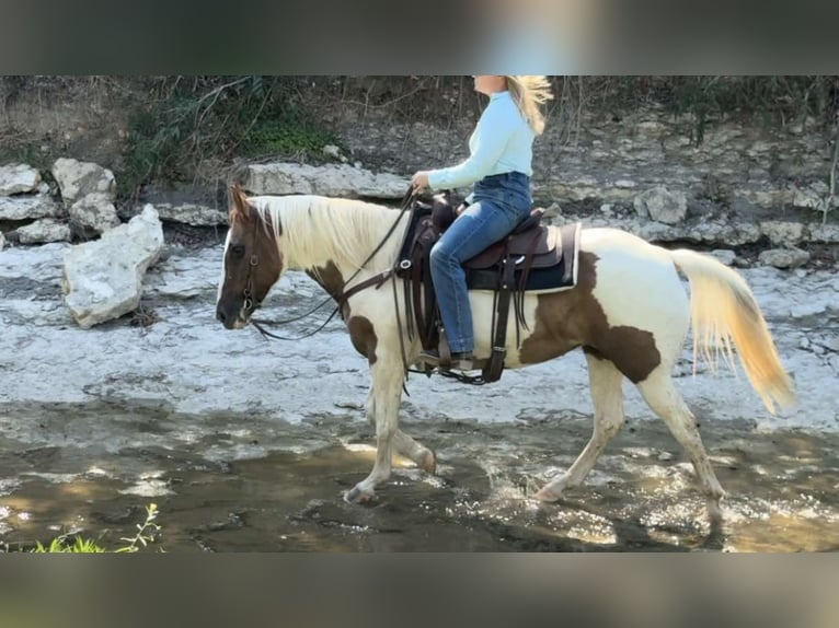 Paint-häst Sto 12 år 147 cm Tobiano-skäck-alla-färger in Weatherford TX