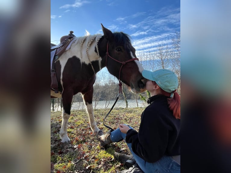 Paint-häst Sto 12 år 150 cm Pinto in Neuenburg am Rhein