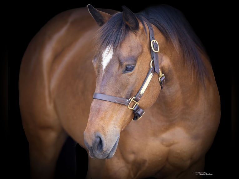 Paint-häst Sto 12 år 163 cm Brun in Collinsville, TX