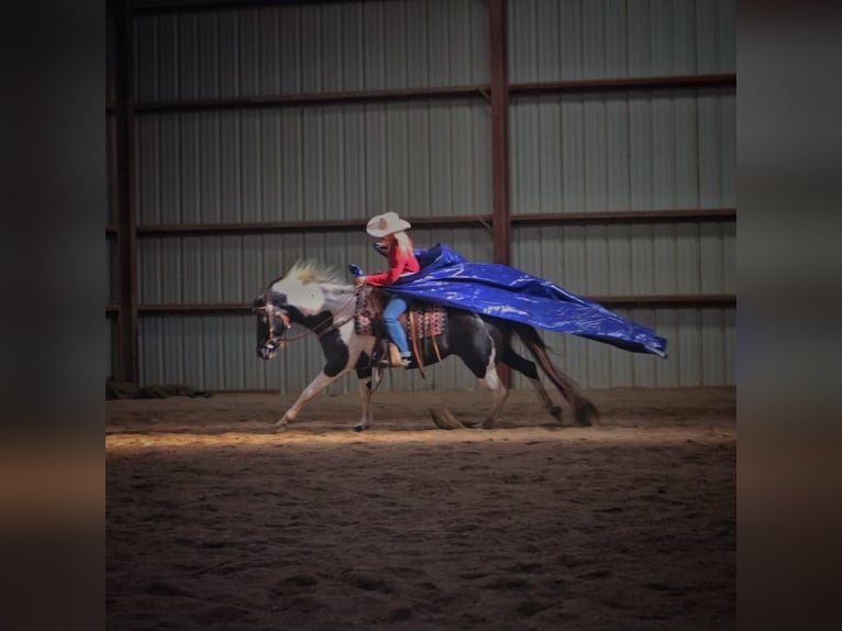 Paint-häst Sto 14 år 152 cm Tobiano-skäck-alla-färger in bORDEN in