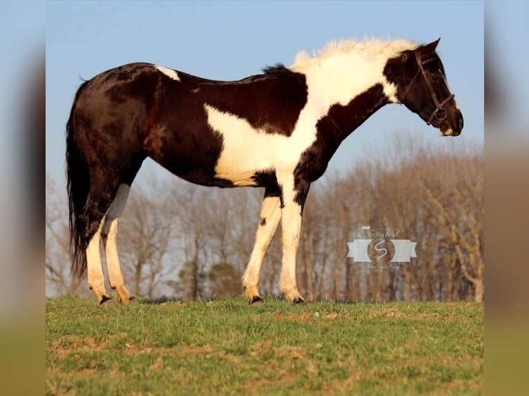 Paint-häst Sto 14 år 152 cm Tobiano-skäck-alla-färger in bORDEN in