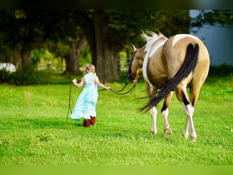 Paint-häst Sto 15 år 150 cm Gulbrun in Valley Springs, SD