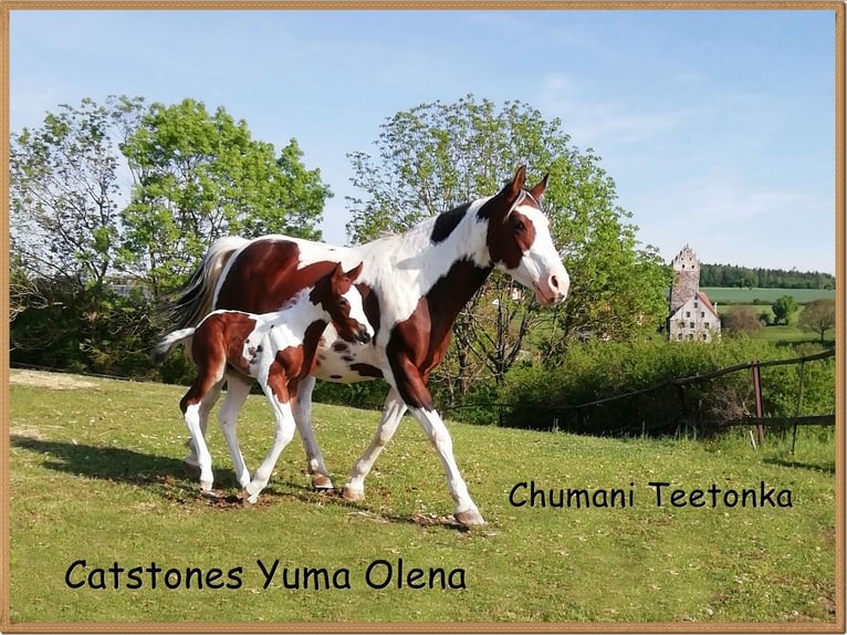 Paint-häst Sto 16 år 148 cm Pinto in Dischingen