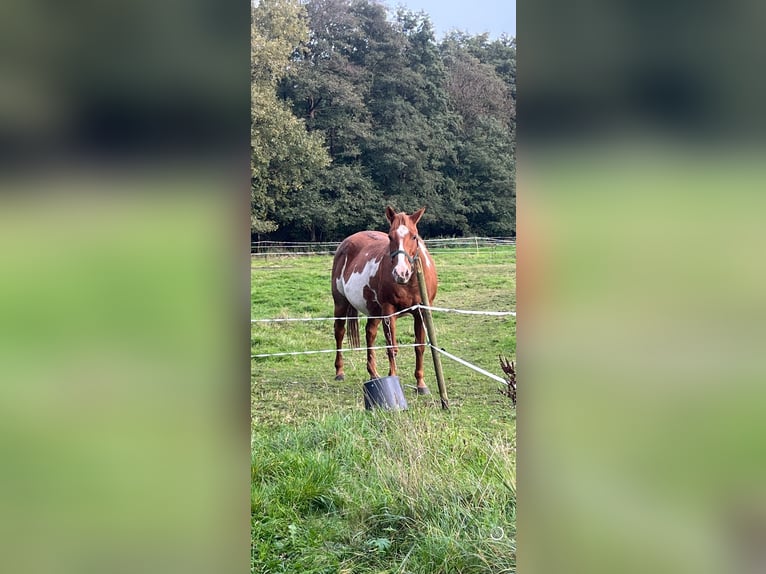 Paint-häst Sto 17 år 152 cm Overo-skäck-alla-färger in Bramsche