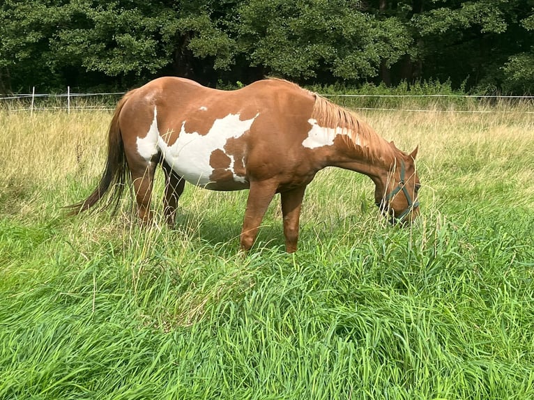 Paint-häst Sto 17 år 152 cm Overo-skäck-alla-färger in Bramsche