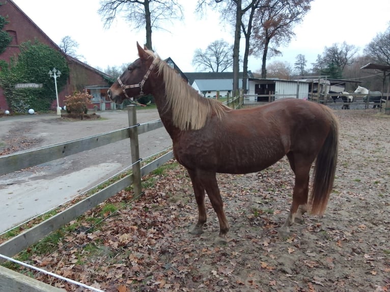 Paint-häst Blandning Sto 17 år 153 cm Fux in Marl