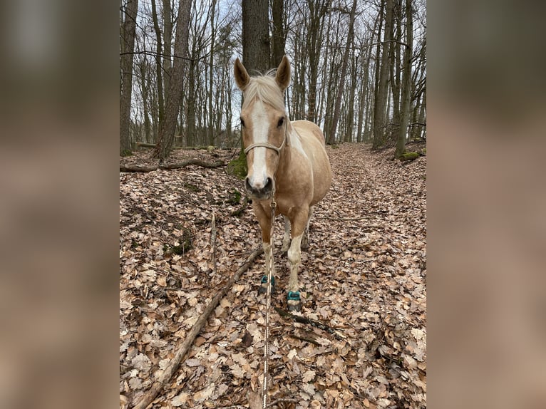 Paint-häst Sto 18 år 149 cm Tobiano-skäck-alla-färger in Brensbach