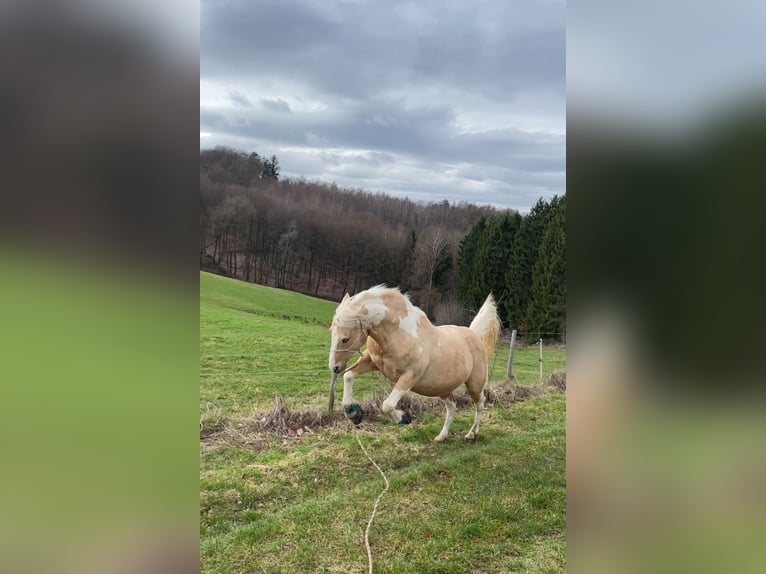 Paint-häst Sto 18 år 149 cm Tobiano-skäck-alla-färger in Brensbach