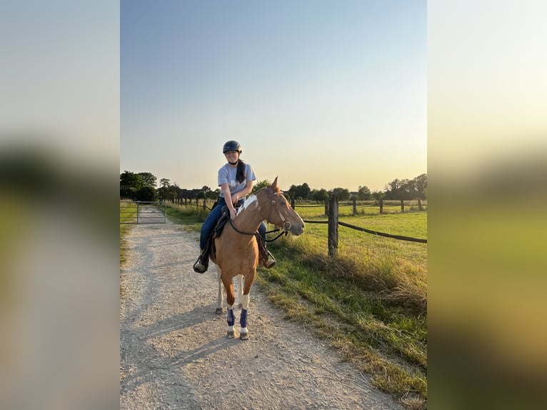 Paint-häst Sto 19 år 151 cm Tobiano-skäck-alla-färger in Meerbusch