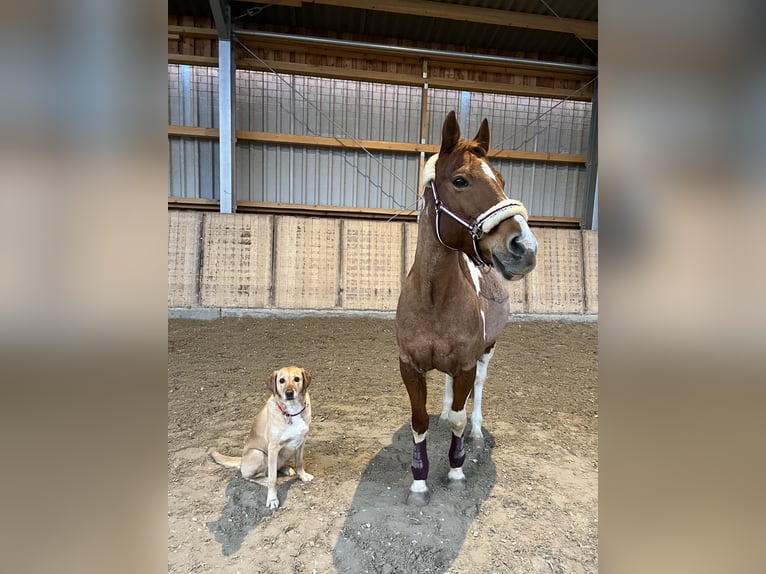 Paint-häst Sto 19 år 151 cm Tobiano-skäck-alla-färger in Meerbusch