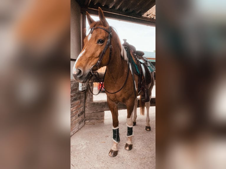 Paint-häst Sto 19 år 151 cm Tobiano-skäck-alla-färger in Meerbusch