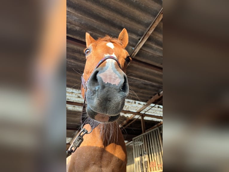 Paint-häst Sto 19 år 151 cm Tobiano-skäck-alla-färger in Meerbusch