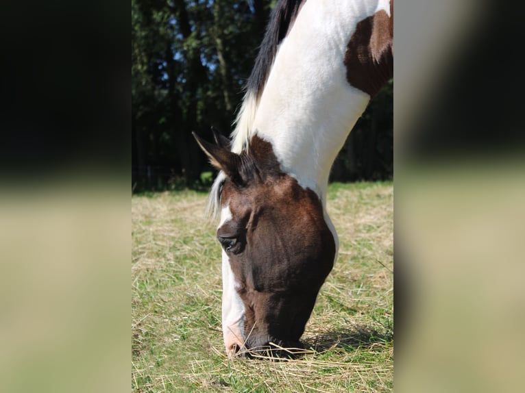 Paint-häst Sto 19 år 158 cm Tobiano-skäck-alla-färger in Tönning