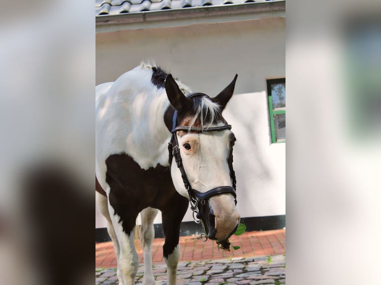 Paint-häst Sto 19 år 158 cm Tobiano-skäck-alla-färger in Tönning