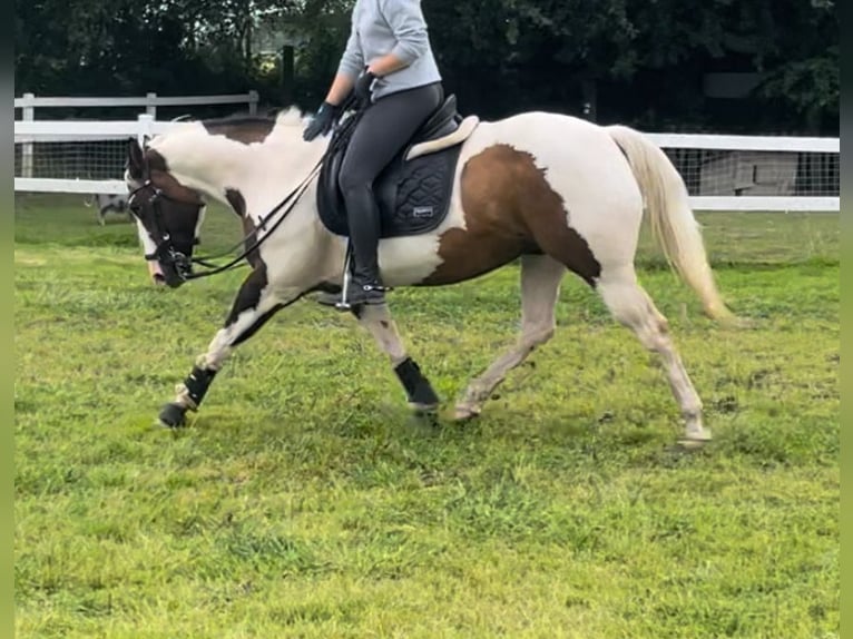 Paint-häst Sto 19 år 158 cm Tobiano-skäck-alla-färger in Tönning