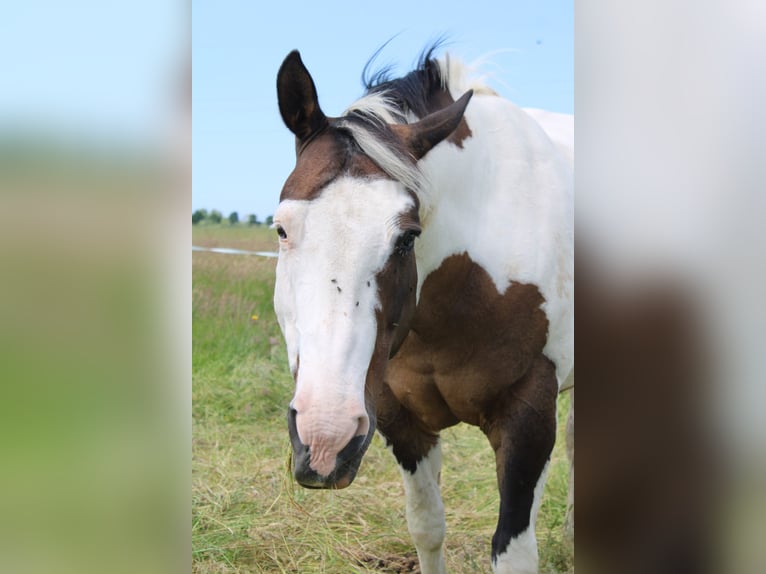 Paint-häst Sto 19 år 158 cm Tobiano-skäck-alla-färger in Tönning