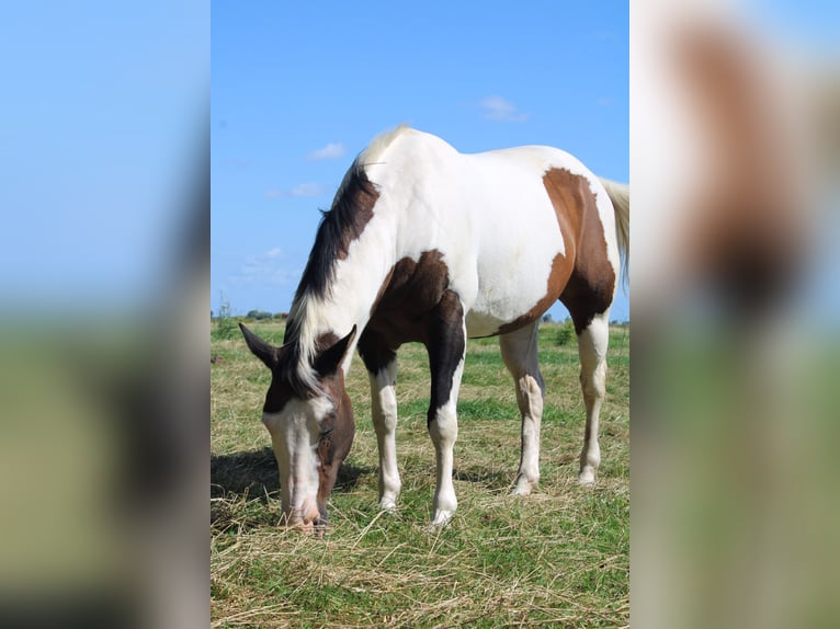 Paint-häst Sto 19 år 158 cm Tobiano-skäck-alla-färger in Tönning