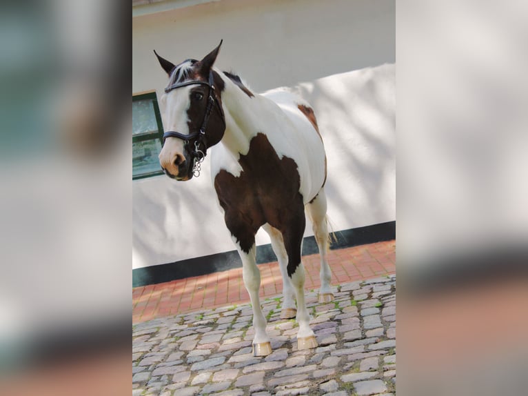 Paint-häst Sto 19 år 158 cm Tobiano-skäck-alla-färger in Tönning