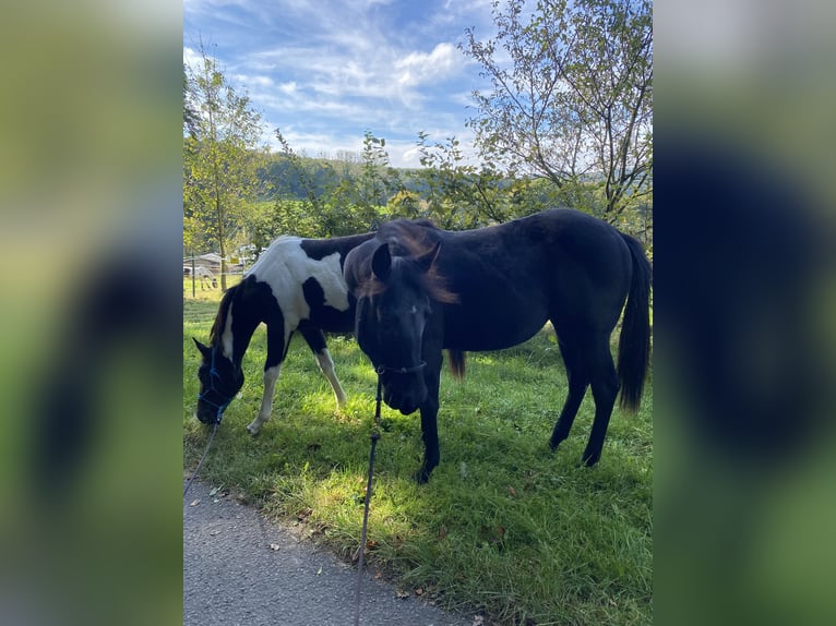 Paint-häst Sto 1 år 149 cm Tobiano-skäck-alla-färger in Preußisch Oldendorf