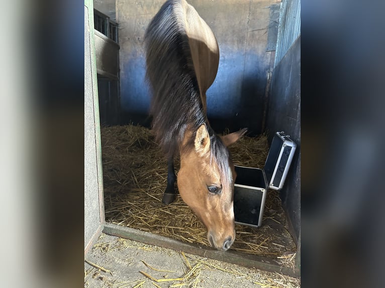 Paint-häst Sto 1 år 150 cm Gulbrun in Kortenhoef