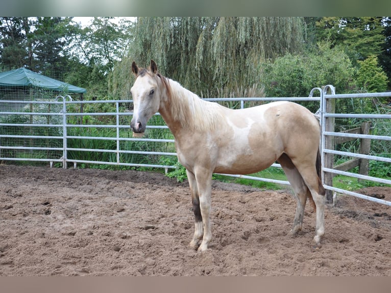 Paint-häst Sto 1 år 150 cm Tobiano-skäck-alla-färger in Bückeburg Evesen