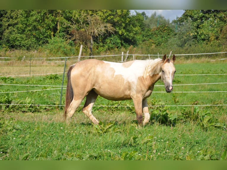 Paint-häst Sto 1 år 150 cm Tobiano-skäck-alla-färger in Bückeburg Evesen