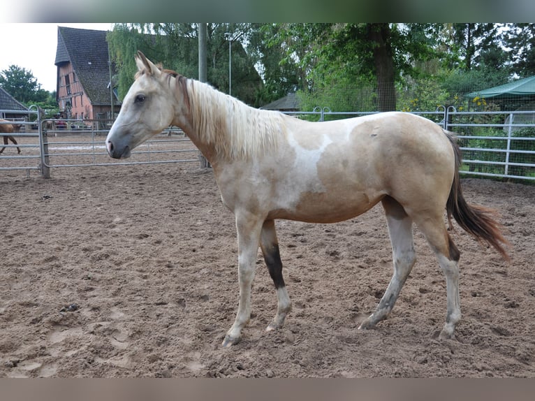 Paint-häst Sto 1 år 150 cm Tobiano-skäck-alla-färger in Bückeburg Evesen