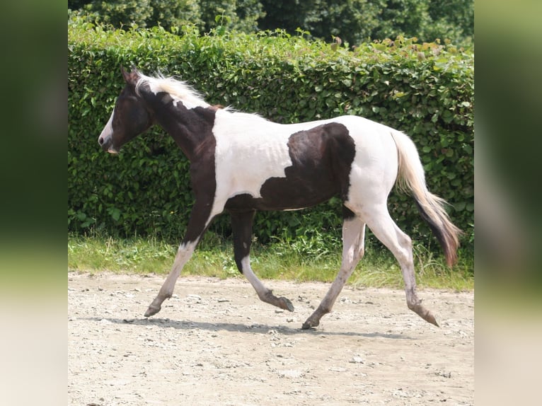 Paint-häst Sto 1 år 150 cm in Düsseldorf