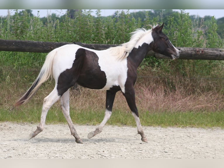 Paint-häst Sto 1 år 150 cm in Düsseldorf