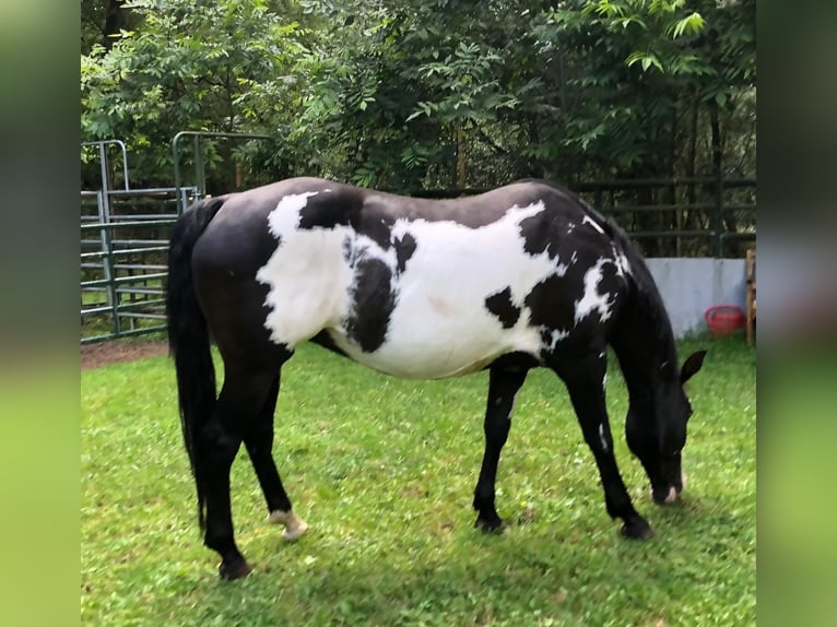 Paint-häst Sto 1 år 151 cm Overo-skäck-alla-färger in Bebra