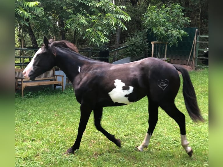 Paint-häst Sto 1 år 151 cm Overo-skäck-alla-färger in Bebra