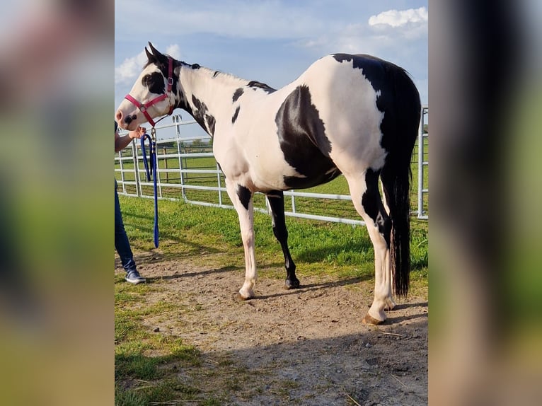 Paint-häst Sto 1 år 151 cm Overo-skäck-alla-färger in Bebra