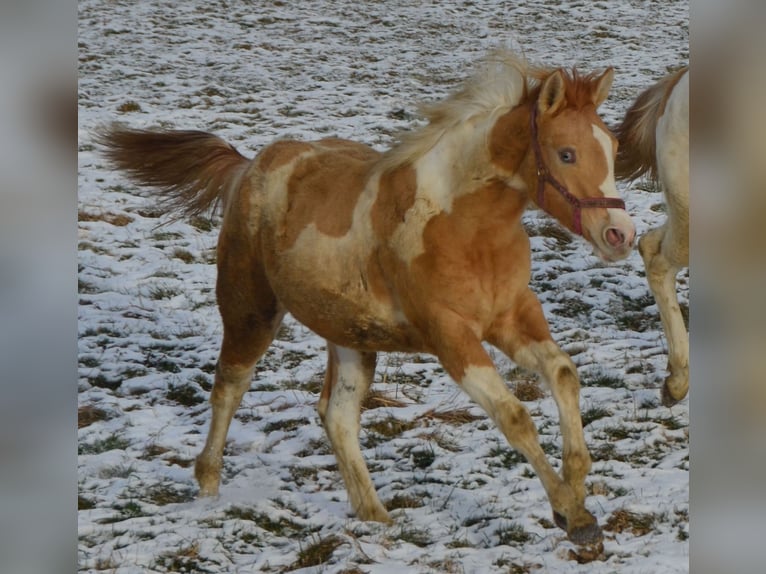 Paint-häst Sto 1 år 155 cm Pinto in Buchbach