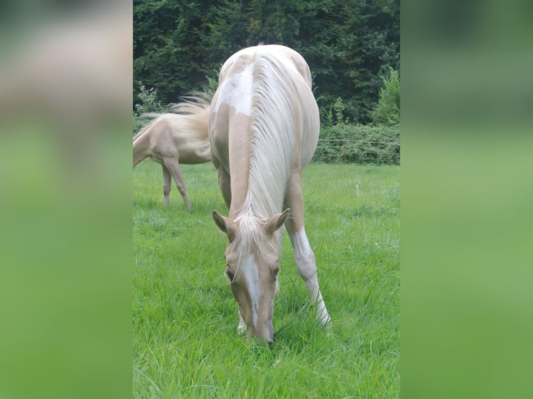 Paint-häst Sto 1 år 155 cm Tobiano-skäck-alla-färger in Dortmund