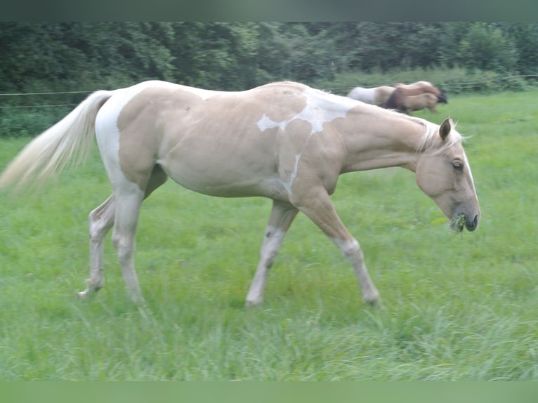 Paint-häst Sto 1 år 155 cm Tobiano-skäck-alla-färger in Dortmund