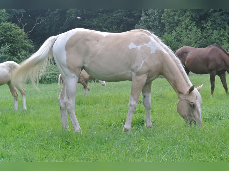 Paint-häst Sto 1 år 155 cm Tobiano-skäck-alla-färger in Dortmund