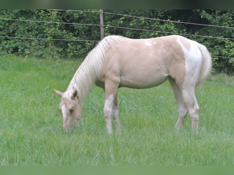 Paint-häst Sto 1 år 155 cm Tobiano-skäck-alla-färger in Dortmund