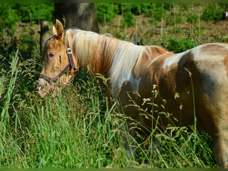 Paint-häst Sto 1 år 155 cm Tobiano-skäck-alla-färger in Buchbach