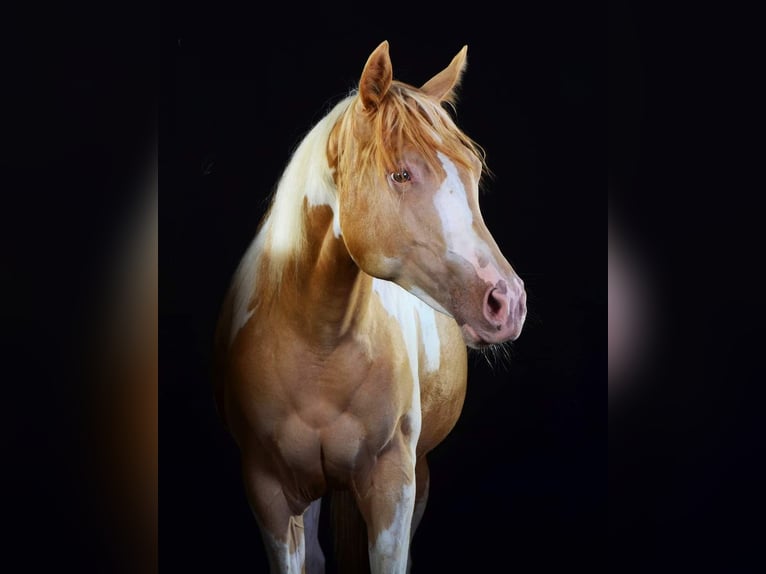 Paint-häst Sto 1 år 155 cm Tobiano-skäck-alla-färger in Buchbach