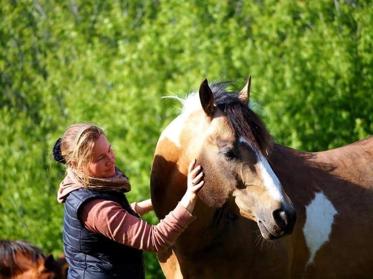 Paint-häst Sto 1 år Gulbrun in Könnern