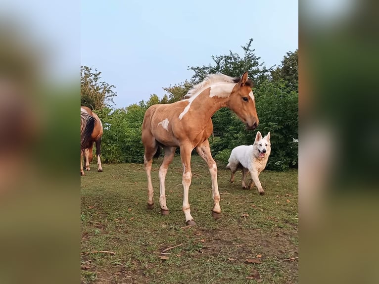 Paint-häst Sto 1 år Gulbrun in Könnern